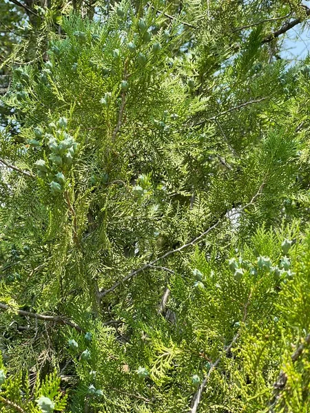 Folhas Coroa Árvores Natureza Plantas Crescimento Verão — Fotografia de Stock