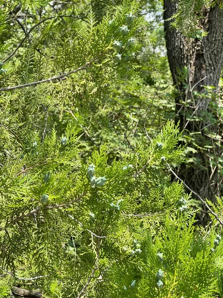 Liście Korona Drzew Natura Lato Rośliny Wzrost — Zdjęcie stockowe