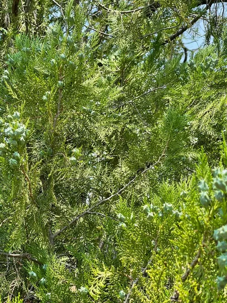 Bladeren Kroon Van Bomen Natuur Zomer Planten — Stockfoto