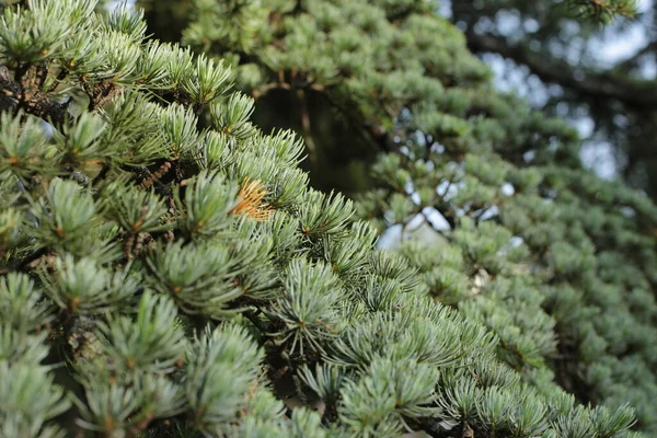 Leaves Crown Trees Nature Summer Growth Plants — Stock Photo, Image