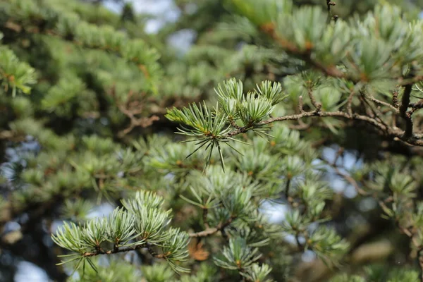 Leaves Crown Trees Nature Summer Growth Plants — Stock Photo, Image