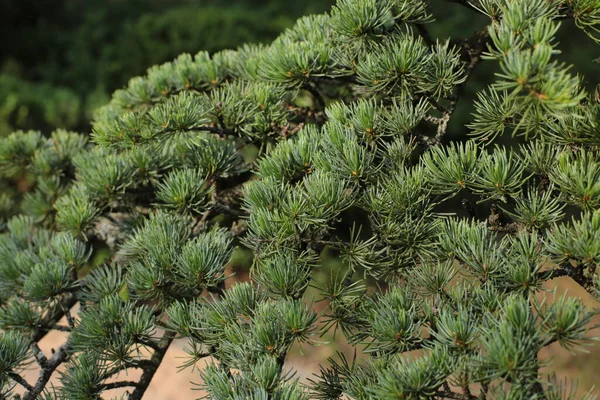 Levelek Korona Fák Természet Nyári Növekedési Növények — Stock Fotó