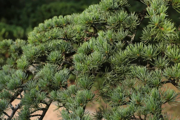 Foglie Corona Alberi Natura Estate Crescita Piante — Foto Stock