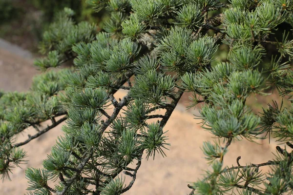 Foglie Corona Alberi Natura Estate Crescita Piante — Foto Stock