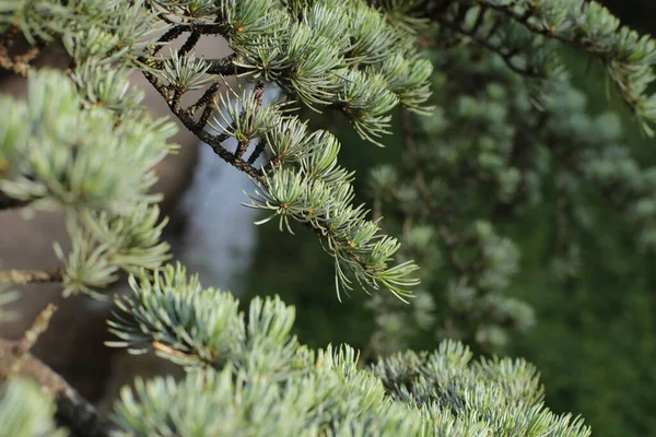 Blad Och Krona Träd Natur Sommar Tillväxt Växter — Stockfoto