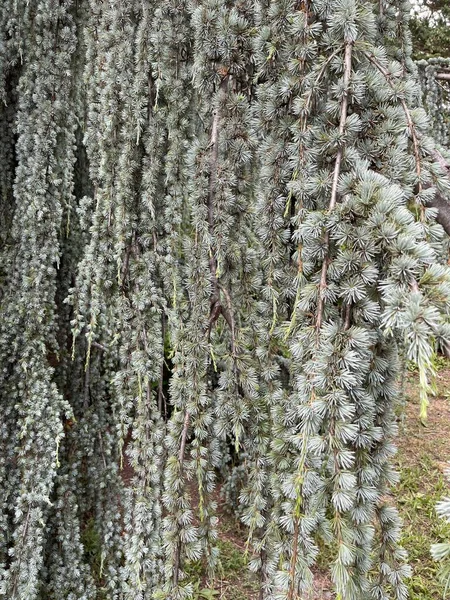 Listy Koruny Stromů Příroda Letní Rostliny — Stock fotografie