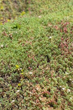 Yaz çiçekleri bahar bitkilerini filizlendirir