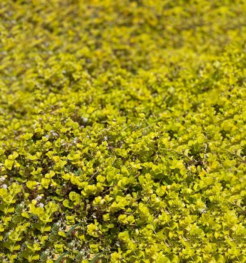 Yaz çiçekleri bahar bitkilerini filizlendirir