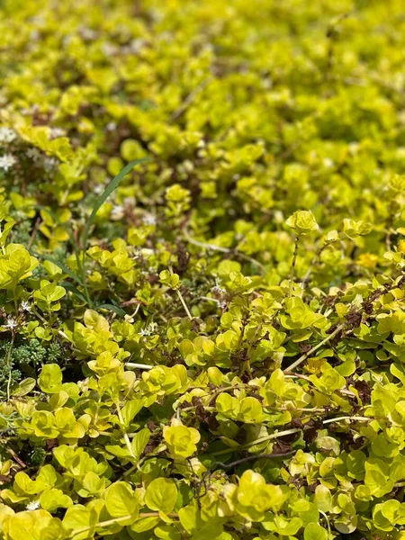 Sommerblüte Blumen Blätter Frühling Pflanzenwachstum — Stockfoto