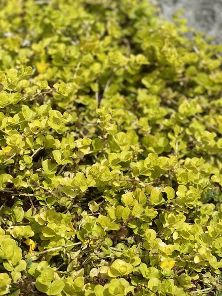 Summer Bloom Flowers Leaves Spring Plant Growth — Stock Photo, Image