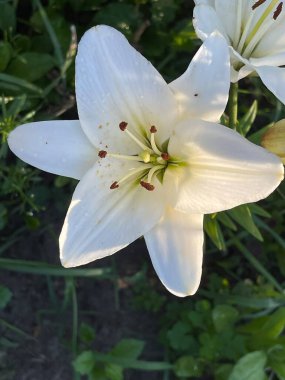 Yaz çiçekleri bahar bitkilerini filizlendirir
