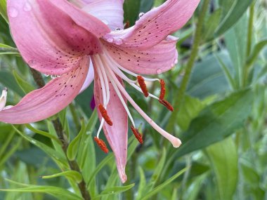 Yaz çiçekleri bahar bitkilerini filizlendirir