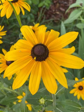 Yaz çiçekleri bahar bitkilerini filizlendirir