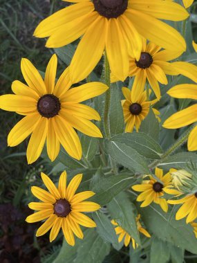 Yaz çiçekleri bahar bitkilerini filizlendirir