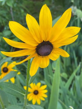 Yaz çiçekleri bahar bitkilerini filizlendirir
