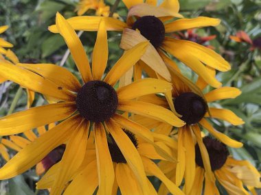 Yaz çiçekleri bahar bitkilerini filizlendirir