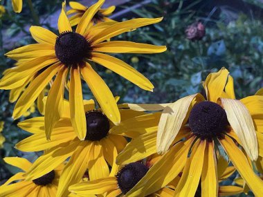 Yaz çiçekleri bahar bitkilerini filizlendirir