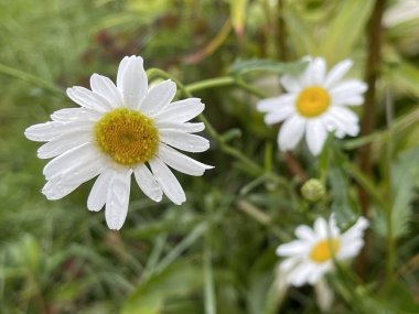 Yaz çiçekleri bahar bitkilerini filizlendirir