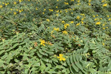 Çiçek açan yapraklar ve ağaçlardan yapılmış taç yaz bitkileri.