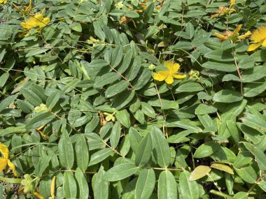 Çiçek açan yapraklar ve ağaçlardan yapılmış taç yaz bitkileri.