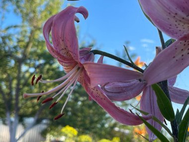 Çiçek açan yapraklar ve ağaçlardan yapılmış taç yaz bitkileri.