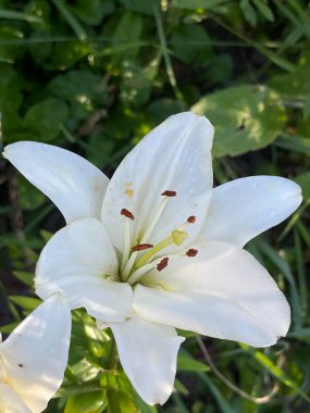 Çiçek açan yapraklar ve ağaçlardan yapılmış taç yaz bitkileri.