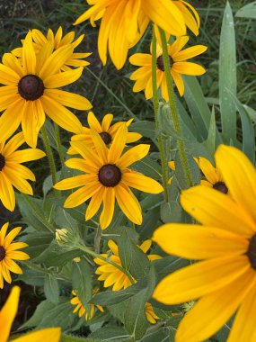 Çiçek açan yapraklar ve ağaçlardan yapılmış taç yaz bitkileri.