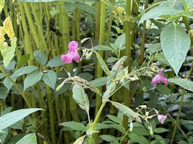 Çiçek açan yapraklar ve ağaçlardan yapılmış taç yaz bitkileri.