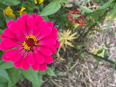 Çiçek açan yapraklar ve ağaçlardan yapılmış taç yaz bitkileri.