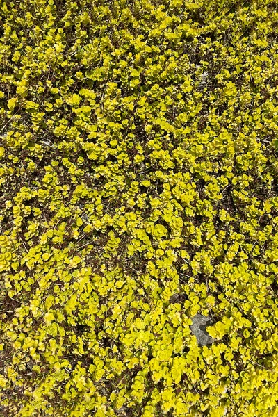 Zomer Bloei Bloemen Bladeren Lente Plant Groei — Stockfoto