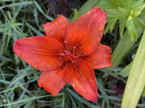 Fiori Fioritura Estiva Foglie Primavera Crescita Delle Piante — Foto Stock