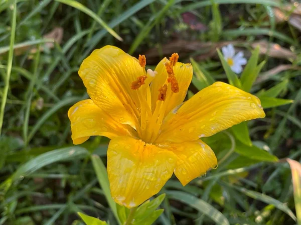 Fiori Fioritura Estiva Foglie Primavera Crescita Delle Piante — Foto Stock