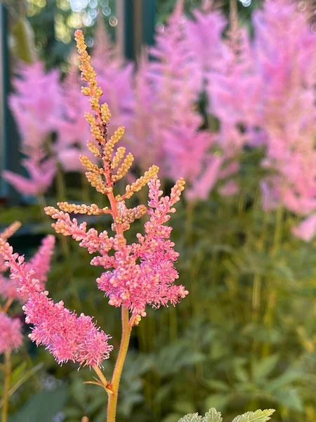 夏花叶春植物生长 — 图库照片