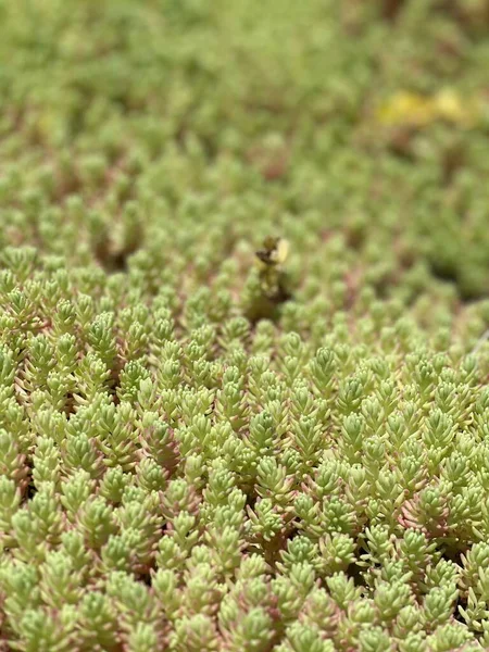 Bloeiende Bloemen Bladeren Kroon Van Bomen Natuur Zomer Planten — Stockfoto