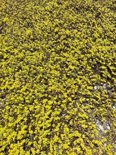 Flores Flores Hojas Corona Árboles Naturaleza Verano Crecimiento Plantas —  Fotos de Stock