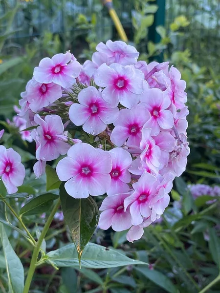 Flores Flores Hojas Corona Árboles Naturaleza Verano Crecimiento Plantas — Foto de Stock