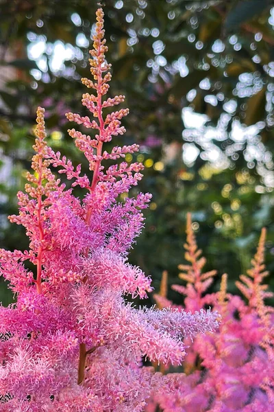 Flores Floridas Folhas Coroa Árvores Natureza Verão Crescimento Plantas — Fotografia de Stock