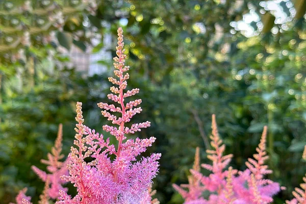 開花する花の葉と木の冠自然夏の成長植物 — ストック写真