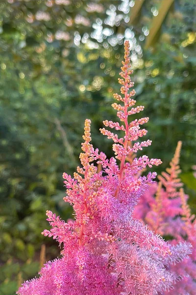 開花する花の葉と木の冠自然夏の成長植物 — ストック写真