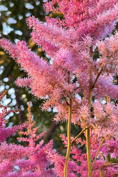 開花する花の葉と木の冠自然夏の成長植物 — ストック写真