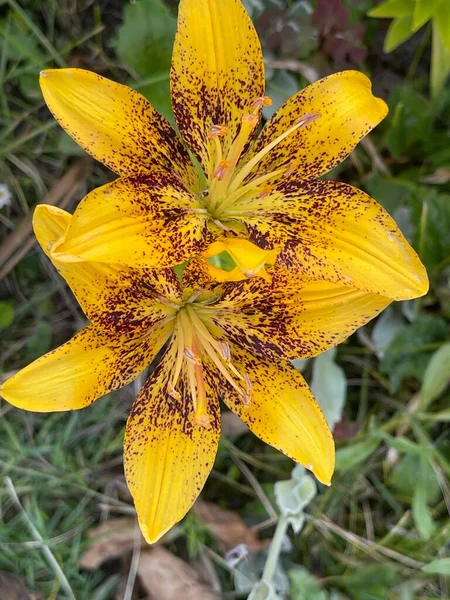 ⬇ Скачать картинки Flor lili roja, стоковые фото Flor lili roja в хорошем качестве - Страница 9 | Depositphotos ⬇ Скачать картинки Flor lili roja, стоковые фото Flor lili roja в хорошем качестве - Страница 9 | Depositphotos