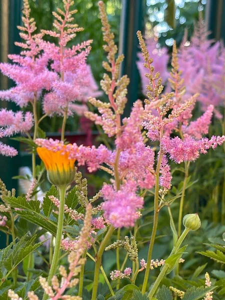 Ανθοφόρα Φύλλα Λουλουδιών Και Κορώνα Δέντρων Φυτά Καλοκαιρινής Ανάπτυξης — Φωτογραφία Αρχείου