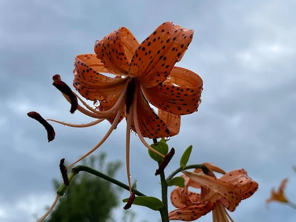 Çiçek Açan Yapraklar Ağaçlardan Yapılmış Taç Yaz Bitkileri — Stok fotoğraf