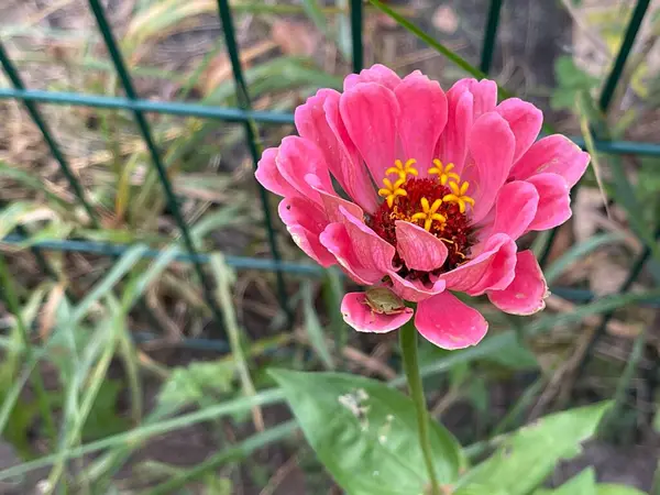 Fiori Fiore Foglie Corona Alberi Natura Piante Estive Crescita — Foto Stock