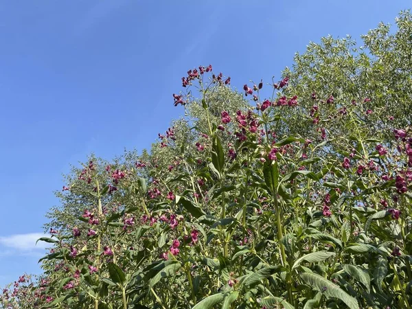 Blühende Blumen Blätter Und Baumkrone Natur Sommer Wachstumspflanzen Stockfoto