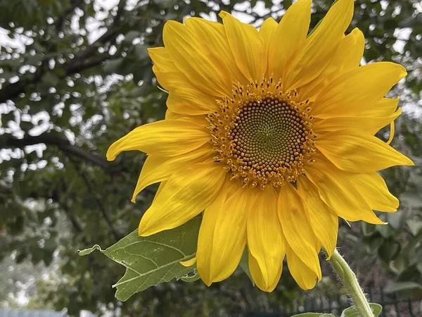 Blühende Blumen Blätter Und Baumkrone Natur Sommer Wachstumspflanzen lizenzfreie Stockfotos