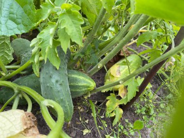 Bahçede salatalık yetiştirmek, sivilceli yeşil sebzeler