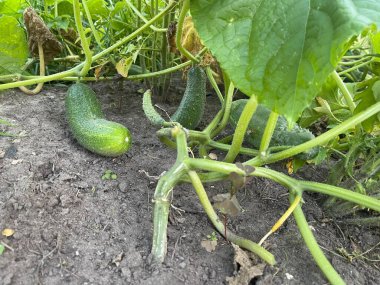 Bahçede salatalık yetiştirmek, sivilceli yeşil sebzeler