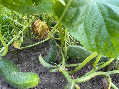 Bahçede salatalık yetiştirmek, sivilceli yeşil sebzeler