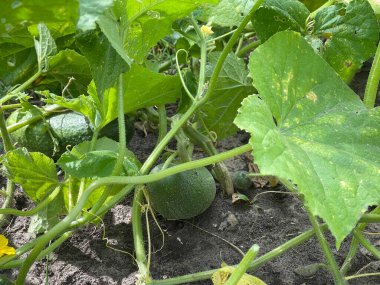 Bahçede salatalık yetiştirmek, sivilceli yeşil sebzeler